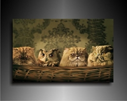 Bild auf Leinwand - Tiere Eule unter Katzen - Fotoleinwand24 / AA0631 / Bunt / 100x70 cm - 1