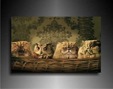 Bild auf Leinwand - Tiere Eule unter Katzen - Fotoleinwand24 / AA0631 / Bunt / 80x60 cm - 1