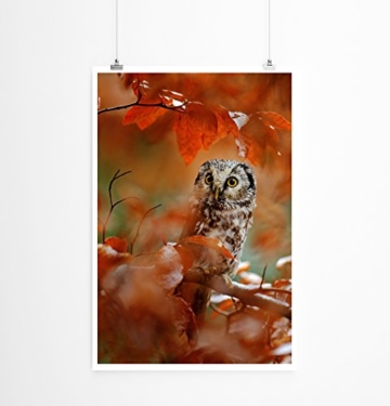 Eau Zone Bilder - Tierbilder – Eule im Herbstwald - Leinwand Kunstdrucke Wandbilder aus Deutschland - 2