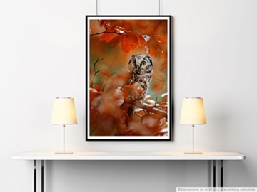 Eau Zone Bilder - Tierbilder – Eule im Herbstwald - Leinwand Kunstdrucke Wandbilder aus Deutschland - 3