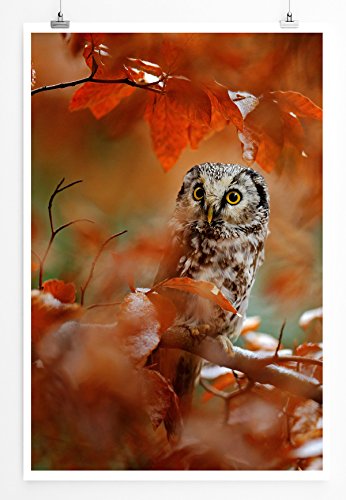 Eau Zone Bilder - Tierbilder – Eule im Herbstwald - Leinwand Kunstdrucke Wandbilder aus Deutschland - 1
