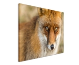 Fotoleinwand 90x60cm Tierfotografie – Roter europäischer Fuchs auf Leinwand exklusives Wandbild moderne Fotografie für ihre Wand in vielen Größen - 1