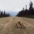 JUNIQE® Leinwandbild 20x30cm Füchse - Design „Road Fox“ (Format: Hoch) - Leinwand, Bilder auf Leinwand & Leinwanddrucke von unabhängigen Künstlern - Fotografie & Foto Kunst - entworfen von Kevin Russ - 1