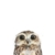 JUNIQE® Leinwandbild 20x30cm Kinderzimmer & Kunst für Kinder Eulen - Design „Little Owl“ (Format: Hoch) - Leinwand, Bilder auf Leinwand & Leinwanddrucke von unabhängigen Künstlern - Tierbilder - entworfen von Amy Hamilton - 1