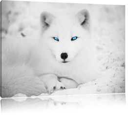 liegender Polarfuchs mit strahlenden Augen schwarz/weiß Format: 80x60 auf Leinwand, XXL riesige Bilder fertig gerahmt mit Keilrahmen, Kunstdruck auf Wandbild mit Rahmen, günstiger als Gemälde oder Ölbild, kein Poster oder Plakat - 1