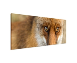 Panorama Fotoleinwand 120x40cm Tierfotografie – Roter europäischer Fuchs auf Leinwand exklusives Wandbild moderne Fotografie für ihre Wand in vielen Größen - 1