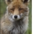 Pixxprint schöner Fuchs Leinwand, XXL riesige Bilder fertig gerahmt mit Keilrahmen, Kunstdruck auf Wandbild mit Rahmen, günstiger als Gemälde oder Ölbild, kein Poster oder Plakat Format: 120x80 cm - 1