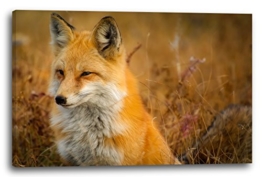 Printed Paintings Leinwand (100x70cm): Tier-Bilder Natur Wildnis Wald Landschaft Fuchs Sieht aus - 1