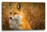 Printed Paintings Leinwand (60x40cm): Tier-Bilder Natur Wildnis Wald Landschaft Fuchs Sieht aus w - 1