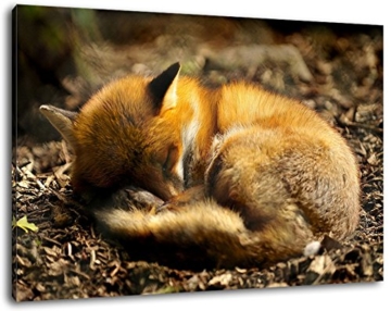 Schlafender Fuchs im Wald Format:60x40 cm Bild auf Leinwand bespannt, riesige XXL Bilder komplett und fertig gerahmt mit Keilrahmen, Kunstdruck auf Wand Bild mit Rahmen, günstiger als Gemälde oder Bild, kein Poster oder Plakat - 1