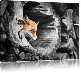 schöner Fuchs im Baumstamm schwarz/weiß Format: 100x70 auf Leinwand, XXL riesige Bilder fertig gerahmt mit Keilrahmen, Kunstdruck auf Wandbild mit Rahmen, günstiger als Gemälde oder Ölbild, kein Poster oder Plakat - 1