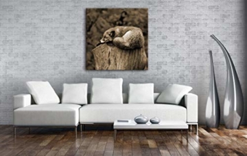 deyoli schlafender Fuchs auf Einem Baumstamm Format: 60x60 Effekt: Sepia als Leinwandbild, Motiv auf Echtholzrahmen, Hochwertiger Digitaldruck mit Rahmen, Kein Poster oder Plakat - 2