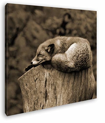 deyoli schlafender Fuchs auf Einem Baumstamm Format: 60x60 Effekt: Sepia als Leinwandbild, Motiv auf Echtholzrahmen, Hochwertiger Digitaldruck mit Rahmen, Kein Poster oder Plakat - 1