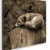 deyoli schlafender Fuchs auf Einem Baumstamm Format: 60x60 Effekt: Sepia als Leinwandbild, Motiv auf Echtholzrahmen, Hochwertiger Digitaldruck mit Rahmen, Kein Poster oder Plakat - 1