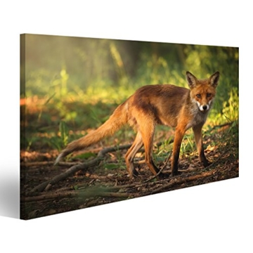 islandburner Bild Bilder auf Leinwand Junger Fuchs im Wald Poster, Leinwandbild, Wandbilder - 1