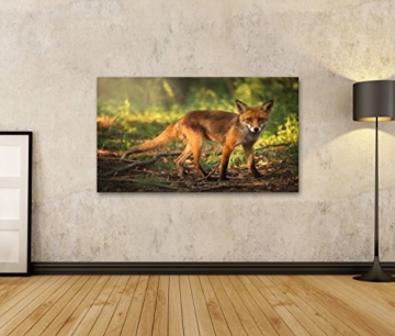 islandburner Bild Bilder auf Leinwand Junger Fuchs im Wald Poster, Leinwandbild, Wandbilder - 2