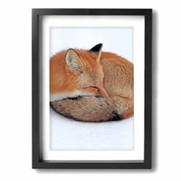 Leinwandbild, gerahmt, Motiv: schlafender roter Fuchs, 30 x 40 cm, Schwarz, Einheitsgröße - 1