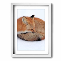Leinwandbild, gerahmt, Motiv: schlafender roter Fuchs, 30 x 40 cm, weiß, Einheitsgröße - 1