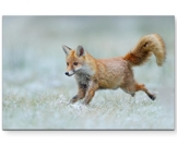 Paul Sinus Art Leinwandbilder | Bilder Leinwand 120x80cm rennender Fuchs - 1