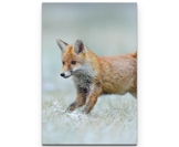 Paul Sinus Art Leinwandbilder | Bilder Leinwand 90x60cm rennender Fuchs - 1